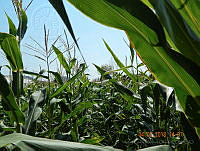 AGMO01 Zea mays.jpg