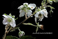 ME010 JA 00595 Rubus schiedeanus Steud., 1841.JPG