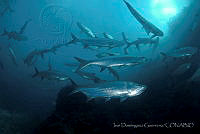 IDG0584 Megalops atlanticus.jpg