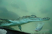 TE005 001 Crocodylus acutus.jpg