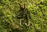SLG01 Brachypelma sabulosum.jpg