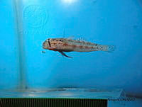 YMLA 010 Gnatholepis thompsoni.JPG