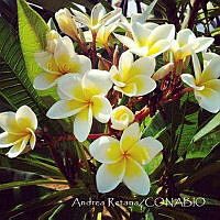 AR001 Plumeria rubra.jpg