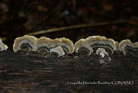 LHR002 Stereum sp..jpg