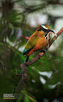 11_FAUNA_EXPO_2017-02-01_182650_4038.jpg