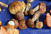 IMDOC Hong 0019 Boletus .jpg