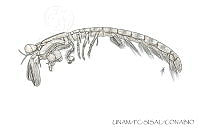 UNAM_FC-SISAL-0095 Nannosquilla schmitti.jpg