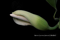 Ayotox 1912 Philodendron hederaceum.jpg