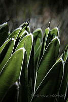FBA0444 Agave victoriae-reginae.jpg