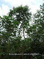 JF092 0430 Saurauia yasicae.jpg