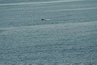 GEA0244 Kogia breviceps.jpg