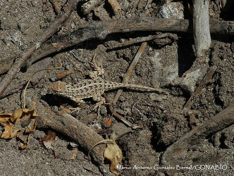 Holbrookia maculata
