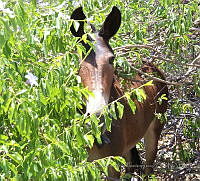 EVV003 Equus asinus caballus.jpg