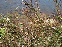 JRBBFM026-106 Epilobium ciliatum.jpg