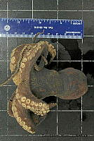 KT014 0101 Octopus bimaculatus (2).jpg