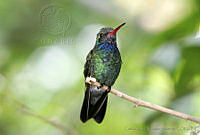 CNS0272 Cynanthus latirostris.jpg