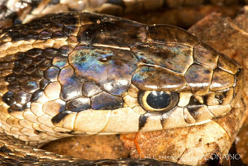 ECA0320%20Thamnophis%20lineri.jpg.iSehr5P0MfGlQadhQA3g0JtbmFja29CbnFuZ3NAbXJ6LGtwZQA.zd4 Wkwp2I