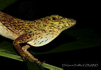 EGP0401 Anolis biporcatus.jpg