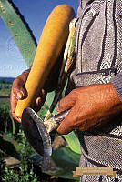 3. ARS00029 Agave salmiana copia.JPG