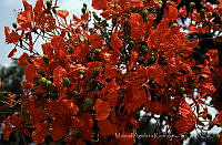 MAR0175 Delonix regia_2.jpg