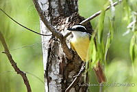 IMDOC0599 Pitangus sulphuratus.jpg
