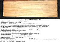 CMyFO 00970 Pinus patula.JPG
