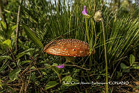 MN6PyH0024 Amanita muscaria.jpg