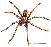 RAA1031 Dolomedes triton.jpg