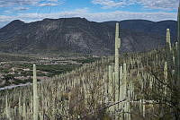 IMDOC 4957 Cephalocereus.jpg