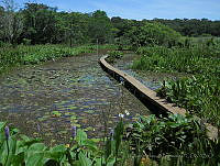 JVB0023 Nymphaea ampla.jpg