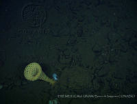 IFREMER-ICMyL-UNAM 0023 Heterochone sp..jpg