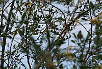 LCV0001 Archilochus alexandri.jpg
