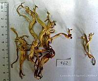 CBA0174 Clavulina sp..JPG