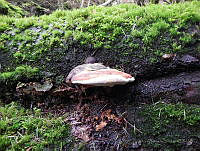 MCS038 Polyporales.jpg