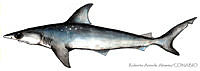 RAA0063 Rhizoprionodon terraenovae.jpg