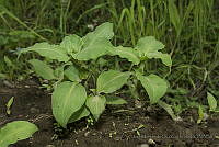 IMDOC3144 Tinantia erecta.JPG