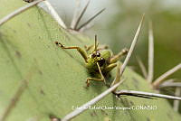 ERCV036 Acrididae.JPG