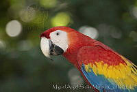 MASM00189 Ara macao.jpg