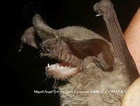 ProyME004 00282 Tadarida brasiliensis.jpg