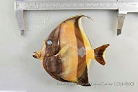 RQTG1288 Zanclus cornutus.jpg