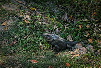 FBA0651 Ctenosaura similis.jpg