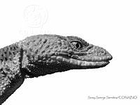 SSS0008 Xenosaurus platyceps.JPG