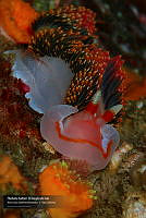 VNN6 067 Phidana haltoni_ El Dragón de mar.jpg