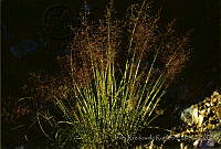 3163 Muhlenbergia rigida.jpg