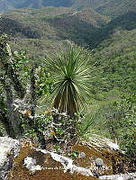 JAdNV0609 Nolina parviflora.JPG