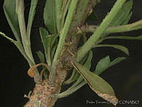 PTL0902 Lepidium schaffneri.jpg