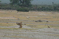 QE005 0094 Cynomys mexicanus.jpg