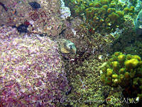JCCC0091 Muraena lentiginosa.jpg