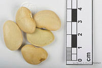 IMDOC2541 Phaseolus lunatus.jpg