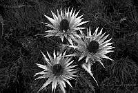 EE02 Eryngium proteaeflorum.jpg